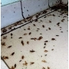 Уничтожение тараканов,  блох,  клопов,  мышей и крыс.