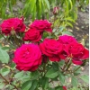 Троянди штамбові,  горобина куляста.  інша декорація для саду